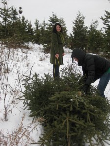 Loading the freshly-hewn tree onto a sled.