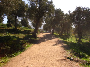 Solo in Morocco - Olive trees in Volubilis